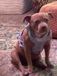 Found/Stray Female Dog last seen East marshall and Valencia ave. San bernardink, San Bernardino, CA 92404