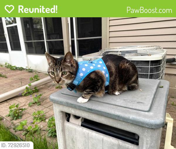 Reunited Male Cat last seen Near shryer Avenue West, Roseville, MN 55113