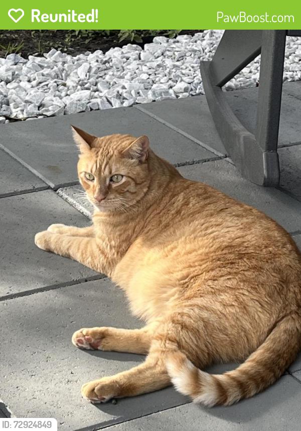Reunited Male Cat last seen Our backyard , Port St. Lucie, FL 34953