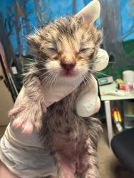 Shelter Stray Male Cat last seen Bexar County, New Braunfels, TX 78130