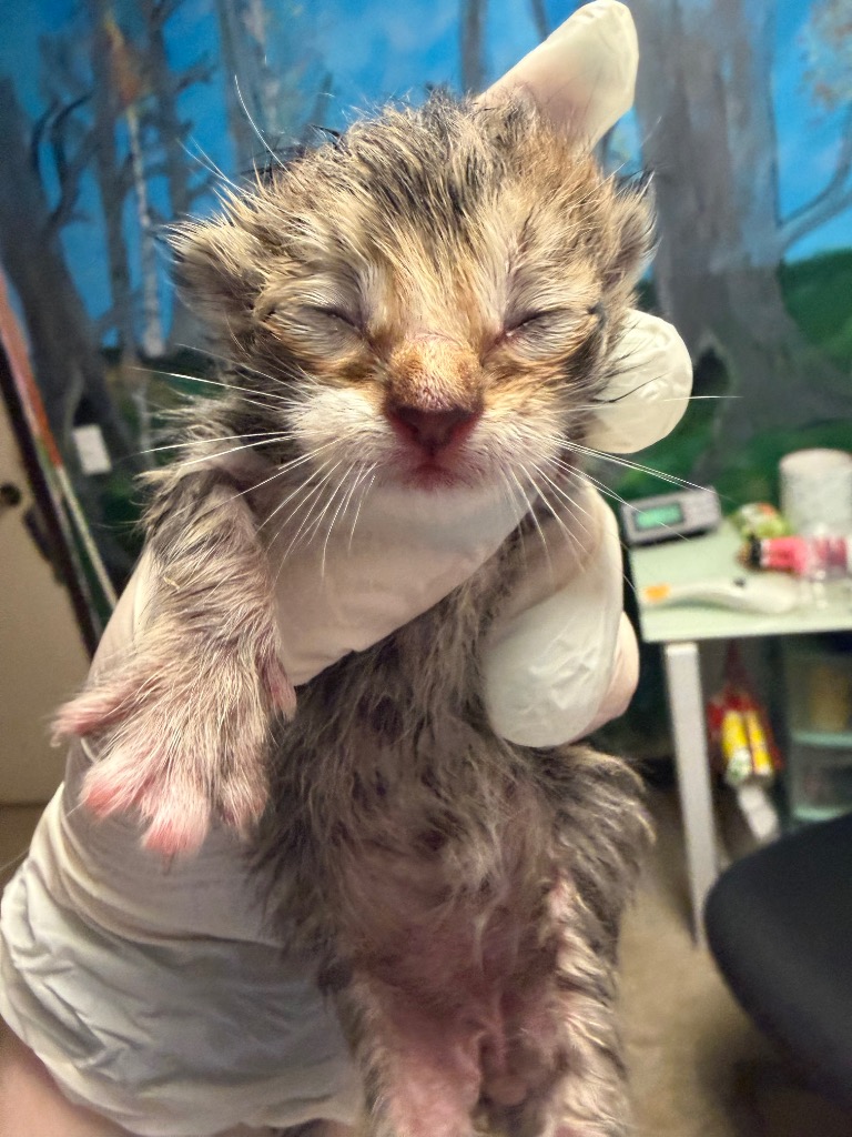 Shelter Stray Male Cat last seen Bexar County, New Braunfels, TX 78130