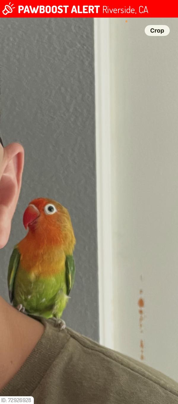 Lost Male Bird last seen Priscilla st & Lincoln ave Riverside ca , Riverside, CA 92506