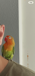 Lost Male Bird last seen Priscilla st & Lincoln ave Riverside ca , Riverside, CA 92506