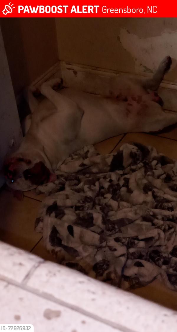 Lost Male Dog last seen Burtner st , Greensboro, NC 27406