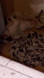 Lost Male Dog last seen Burtner st , Greensboro, NC 27406