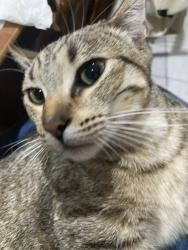 Lost Male Cat last seen Price Elementary School, Downey, CA 90240