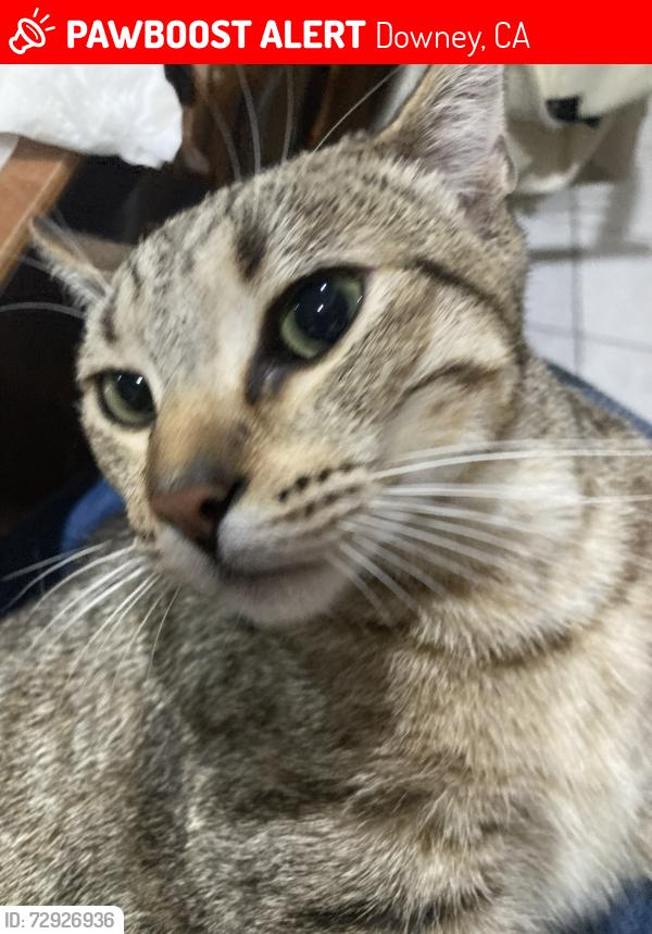 Lost Male Cat last seen Price Elementary School, Downey, CA 90240
