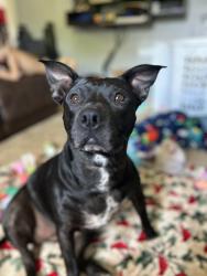 Reunited Female Dog last seen Cone and Eden, Pineville, NC 28134