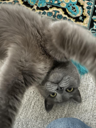 Reunited Male Cat last seen Crowchild and 17 ave sw, Calgary, AB T3E 1V8