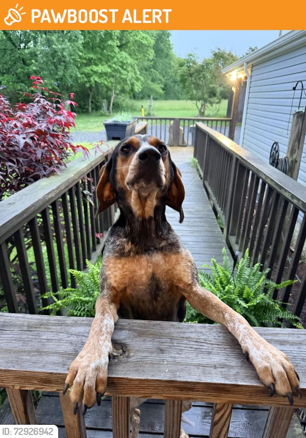 Found/Stray Unknown Dog last seen Near Mt.Lookout Elementary school, Nicholas County, WV 26678