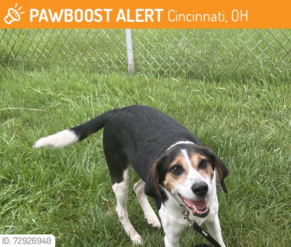 Found/Stray Male Dog last seen Wunder Westwood, Cincinnati, OH 45211