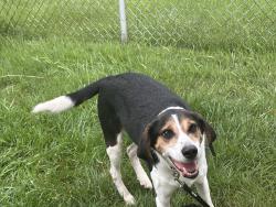 Found/Stray Male Dog last seen Wunder Westwood, Cincinnati, OH 45211