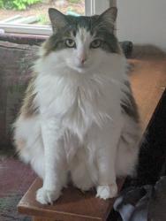 Reunited Female Cat last seen 60th and Beech last location, Portland, OR 97213