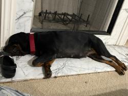 Reunited Female Dog last seen Near Greyfield dr. Tyrone ga , Tyrone, GA 30290