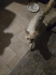Reunited Male Cat last seen Wigwam, Henderson, NV 89074