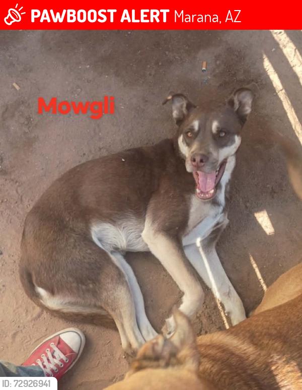 Lost Male Dog last seen Avra valley, Trico Rd, Marana, AZ 85653