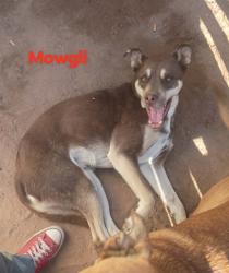 Lost Male Dog last seen Avra valley, Trico Rd, Marana, AZ 85653