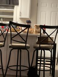 Reunited Male Cat last seen Wolcott and Ohio by the Westwood park, Denver, CO 80219