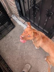 Found/Stray Female Dog last seen West Pullman Park, Chicago, IL 60628
