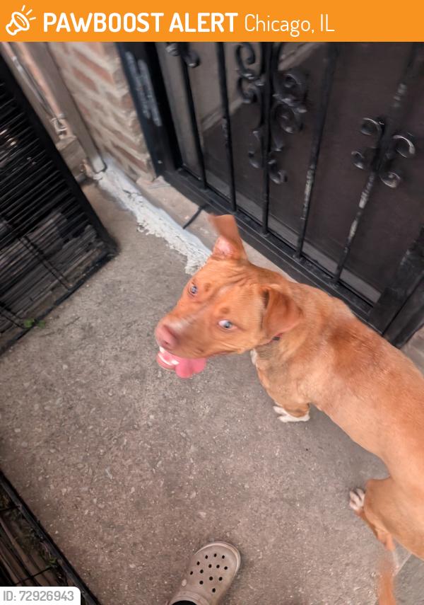 Found/Stray Female Dog last seen West Pullman Park, Chicago, IL 60628
