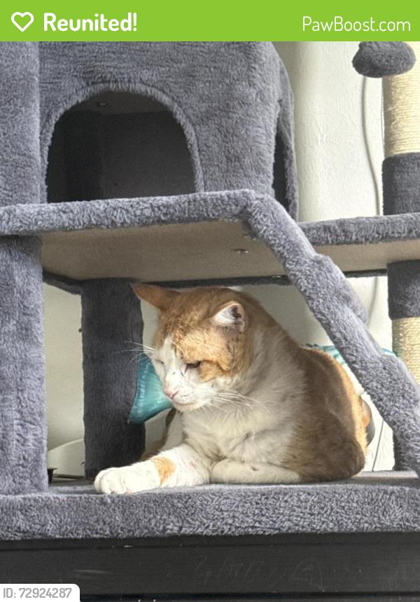 Reunited Male Cat last seen Gleason parkway and skyline blvd, Cape Coral, FL 33914