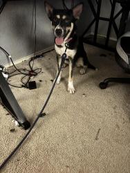 Found/Stray Female Dog last seen Albertsons , Arlington, TX 76017