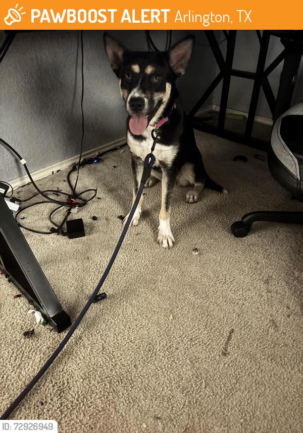 Found/Stray Female Dog last seen Albertsons , Arlington, TX 76017