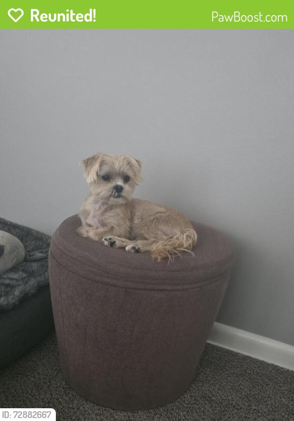 Reunited Female Dog last seen Appleton ave. And Hampton ave., Milwaukee, WI 53218