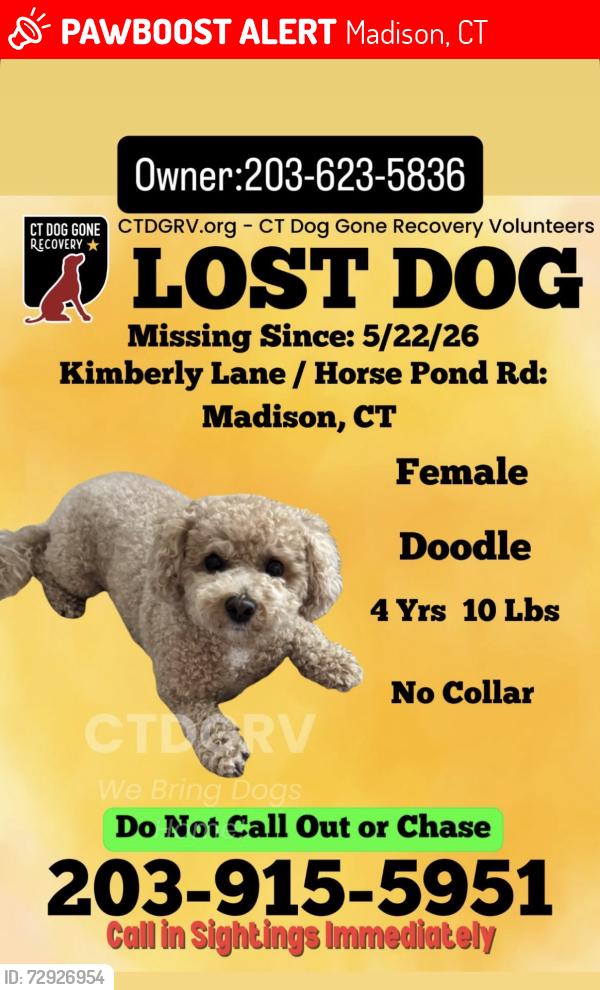 Lost Female Dog last seen Horse pond road , Madison, CT 06443