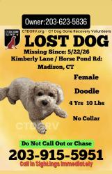 Lost Female Dog last seen Horse pond road , Madison, CT 06443