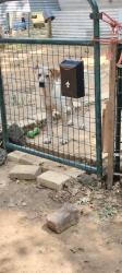 Lost Male Dog last seen Moonhill Road and Sky Ranch, Lindale, TX 75771