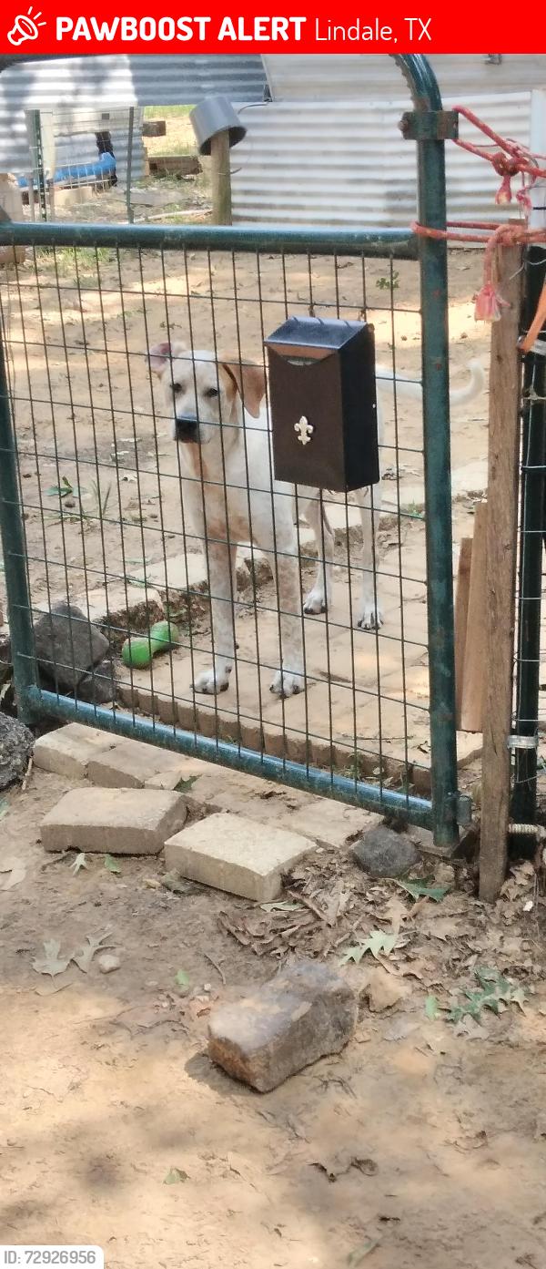 Lost Male Dog last seen Moonhill Road and Sky Ranch, Lindale, TX 75771