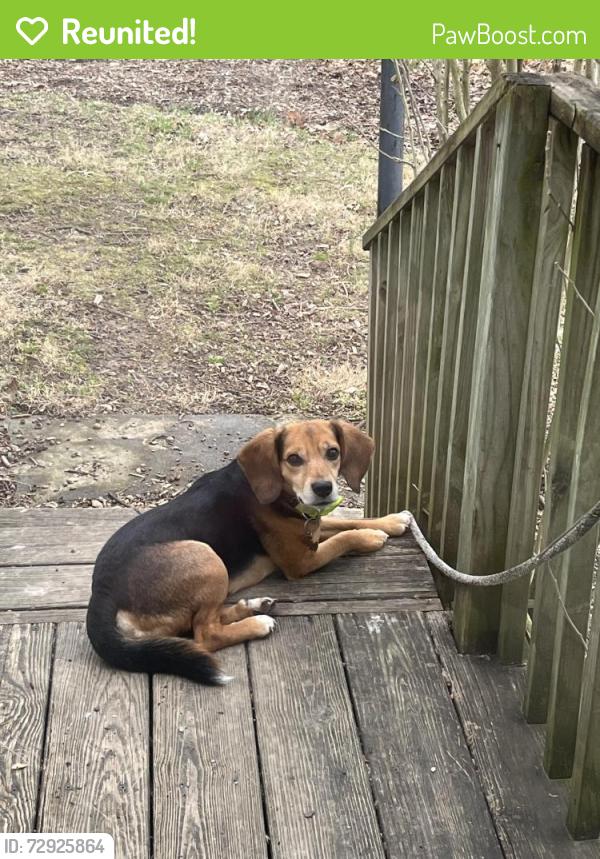 Reunited Male Dog last seen Rt 4, w Sharon rd, Springfield pike , Cincinnati, OH 45246
