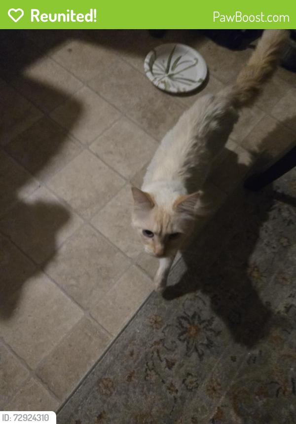 Reunited Male Cat last seen Wigwam, Henderson, NV 89074