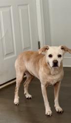 Reunited Female Dog last seen S Fant St. , Anderson, SC 29621