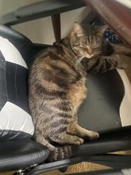 Lost Male Cat last seen The parking lot if the cndmnium complex , Cincinnati, OH 45230
