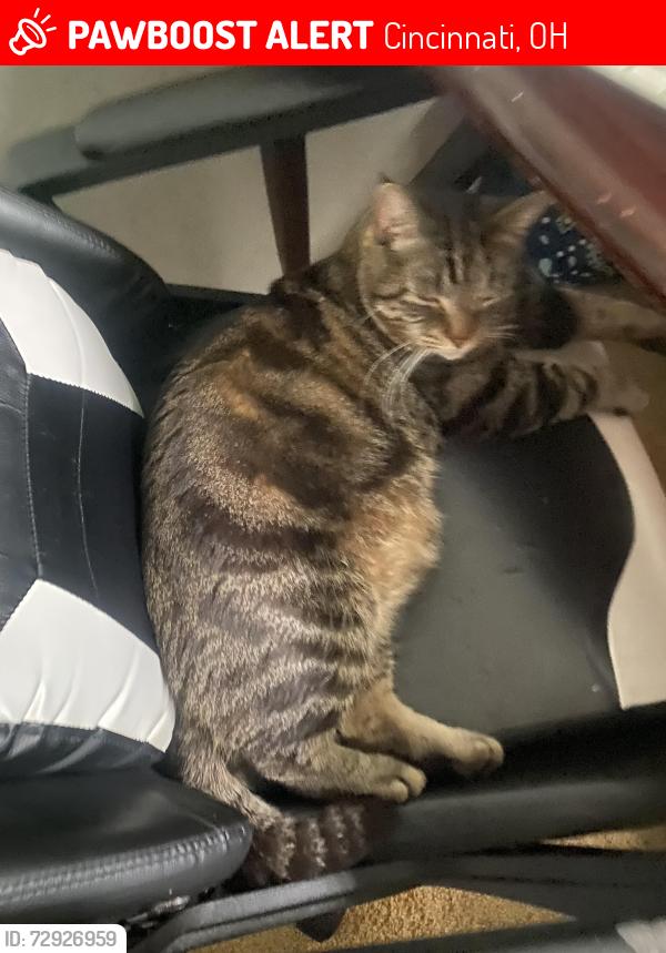 Lost Male Cat last seen The parking lot if the cndmnium complex , Cincinnati, OH 45230