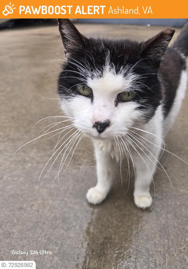 Found/Stray Unknown Cat last seen Behind the office buildings at 10440 lakeridge parkway, use the truck entrance, Ashland, VA 23005
