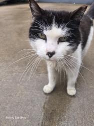 Found/Stray Unknown Cat last seen Behind the office buildings at 10440 lakeridge parkway, use the truck entrance , Ashland, VA 23005