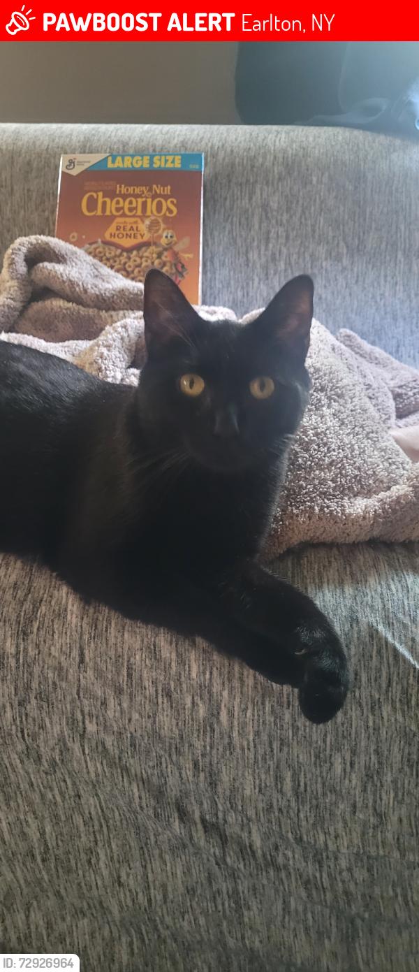 Lost Male Cat last seen Webber road, Rudolph weir  jr rd, Earlton, NY 12058