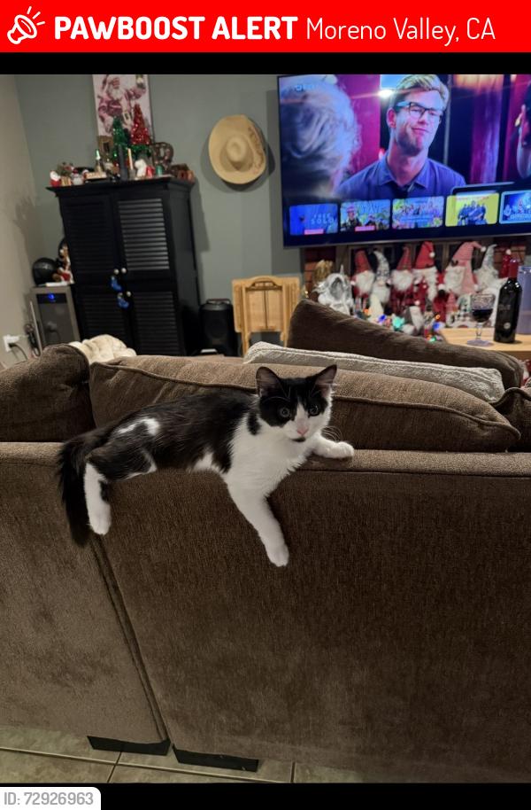 Lost Male Cat last seen Steeplechase and kalmia, Moreno Valley, CA 92555