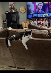 Lost Male Cat last seen Steeplechase and kalmia, Moreno Valley, CA 92555