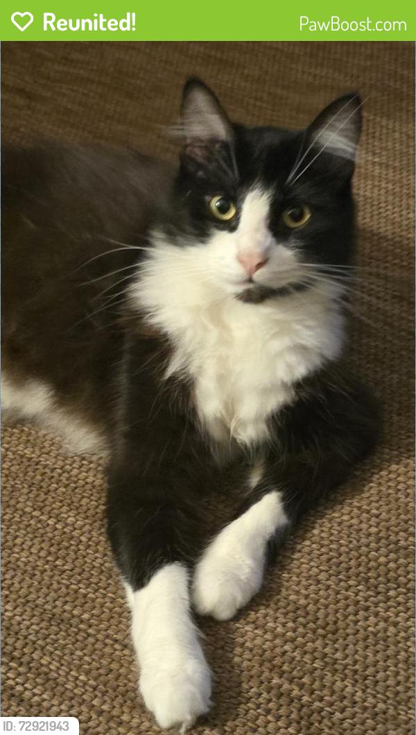 Reunited Male Cat last seen Alcazar, Irvine, CA 92614