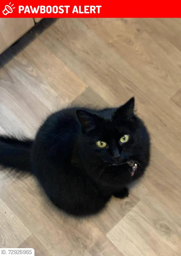 Lost Female Cat last seen Northern Parade, Hilsea, England PO2
