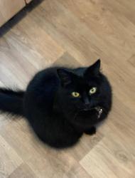 Lost Female Cat last seen Northern Parade, Hilsea, England PO2
