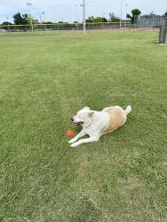 Reunited Male Dog last seen Beltline and Coit, Dallas, TX 75254