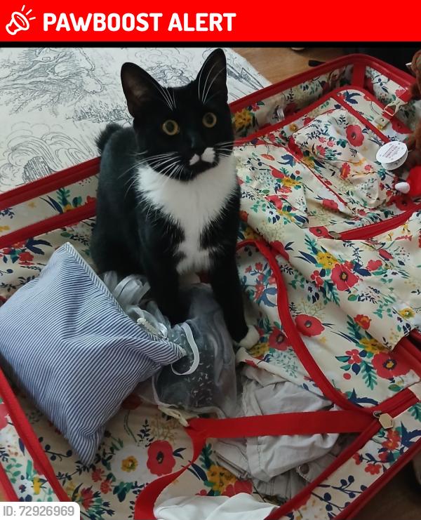 Lost Male Cat last seen Albert Gardend, Greater London, England E1 0LH