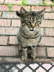 Found/Stray Male Cat last seen Woodway/Bouton, Stamford, CT 06907