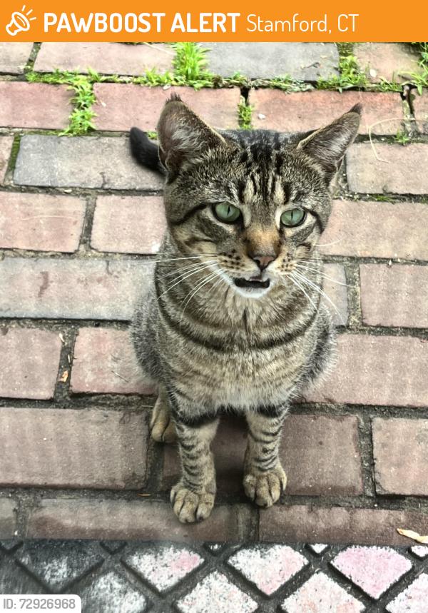 Found/Stray Male Cat last seen Woodway/Bouton, Stamford, CT 06907