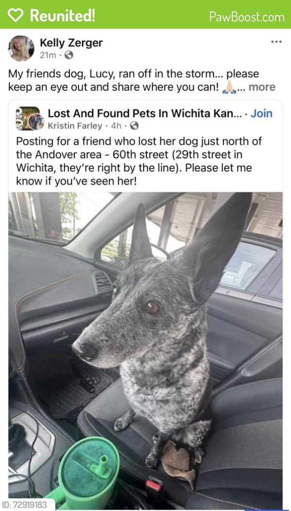 Reunited Female Dog last seen 29th and 60th, Andover, KS 67002